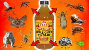 APPLE CIDER VINEGAR: Ultimate Pest Control For FLIES, MICE, ANTS, MOTHS, LICE, GNATS, BEDBUGS, APHID