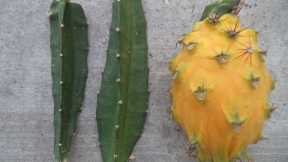 FREDDIE'S FARM (NAIROBI) UPDATE: DRAGON FRUITS AND OTHER PLANTS: ORGANIC AGRICULTURE