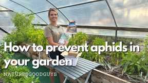 How to get rid of aphids in your organic garden with beneficial insects!