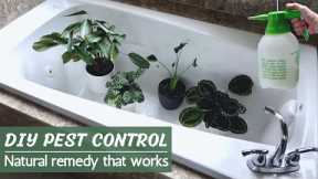 DIY Pest Control Spray: Organic pest control for plants that WORKS!