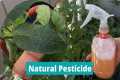 DIY PESTICIDE | HOMEMADE INSECT