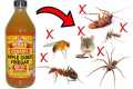 How to Get Rid of Household Pests