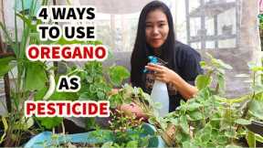 HOW TO MAKE OREGANO PESTICIDE | 4 WAYS TO USE OREGANO AS ORGANIC PESTICIDE