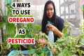 HOW TO MAKE OREGANO PESTICIDE | 4