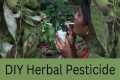 DIY Herbal Pesticide | DIY Science |