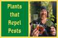 The Ultimate Pest Repelling Plants