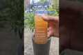 Natural organic fertilizer for any