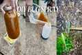 DIY Homemade Inscet/Bug Spray For