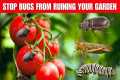 Secret Natural Remedies to Keep Bugs