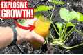 Even Dead And Diseased Plants Have
