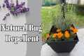 DIY Mosquito Repellent Planter: Top