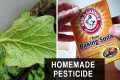 HOMEMADE BAKING SODA PESTICIDE  |