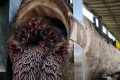 Shocking Allegedly Nest Animal