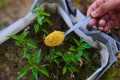 The SECRET Powder That Makes Plants