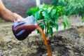 Say Goodbye to Expensive Fertilizers: 