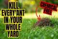 Natural Way To Rid Your Entire Yard