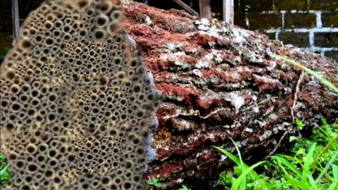 Be careful when buying wood like this, if you don't want regret at sawmill