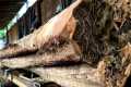 Teak Wood Infested with Venomous