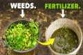 Better than Miracle Gro: Make