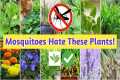 Keep Mosquitoes Away Naturally | 10