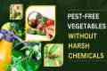 How To Make Natural Pesticides For