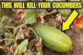 Healthy Cucumber Plants WILL DIE