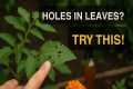 Gardeners’ Secret Weapons: 5 Natural
