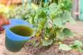Powerful Magic Fertilizer That Makes