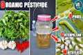Organic Neem Pesticide Recipe – Kills 