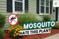 Top 10 Mosquito Free PLANTS for your