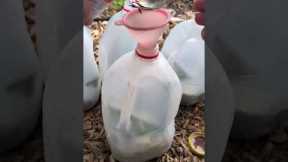Don't buy fertilizer! Make your own with simple ingredients! #garden #growth #midgesmagic #magic
