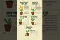 5 DIY Plant Fertilizer at Home