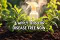 🛑 STOP Plant Diseases ! 7 Proven