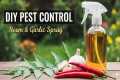 Homemade Organic Pesticide for All