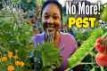 The BEST HERBS To Keep Pest AWAY From 