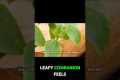 Grow This Plant At Home