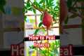 How to Repel Insects Naturally with