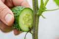 This Cucumber Trick Protects Plants