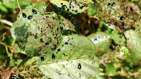 Powerful Homemade Organic Pesticide for Healthier Plants