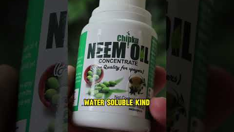 Neem Oil for Plants: Don't Make THIS Mistake! 🤯