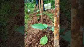 applying fermented fruit juice to our eggplant #farming #garden