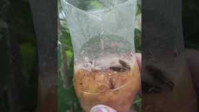 HOW TO MAKE AMPALAYA FERMENTED FRUIT JUICE l EFFECTIVE PESTS CONTROL (ORGANIC)