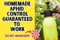 Organic Aphid Control That Has A