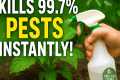 This Homemade Spray KILLS 99 7% of