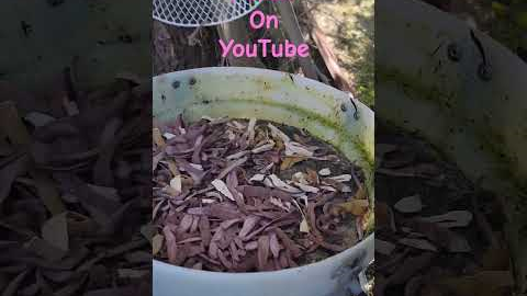 Fermented Plant Juice Fertilizer