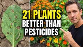 Natural Garden Pest Control: 21 Plants You Need To Grow