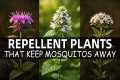 20 Repellent Plants That Repel
