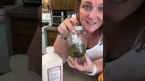 Making bug repellent at home from beautyberry leaves!
