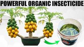 Homemade Insecticide For Plants | Organic Pesticide