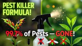 This Homemade Spray KILLS 99 7% of Garden Pests Instantly! Aphids, Ants, Whiteflies & Mealybugs GONE